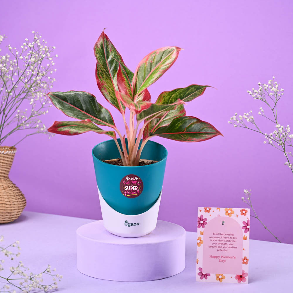 Aglaonema Red Women&