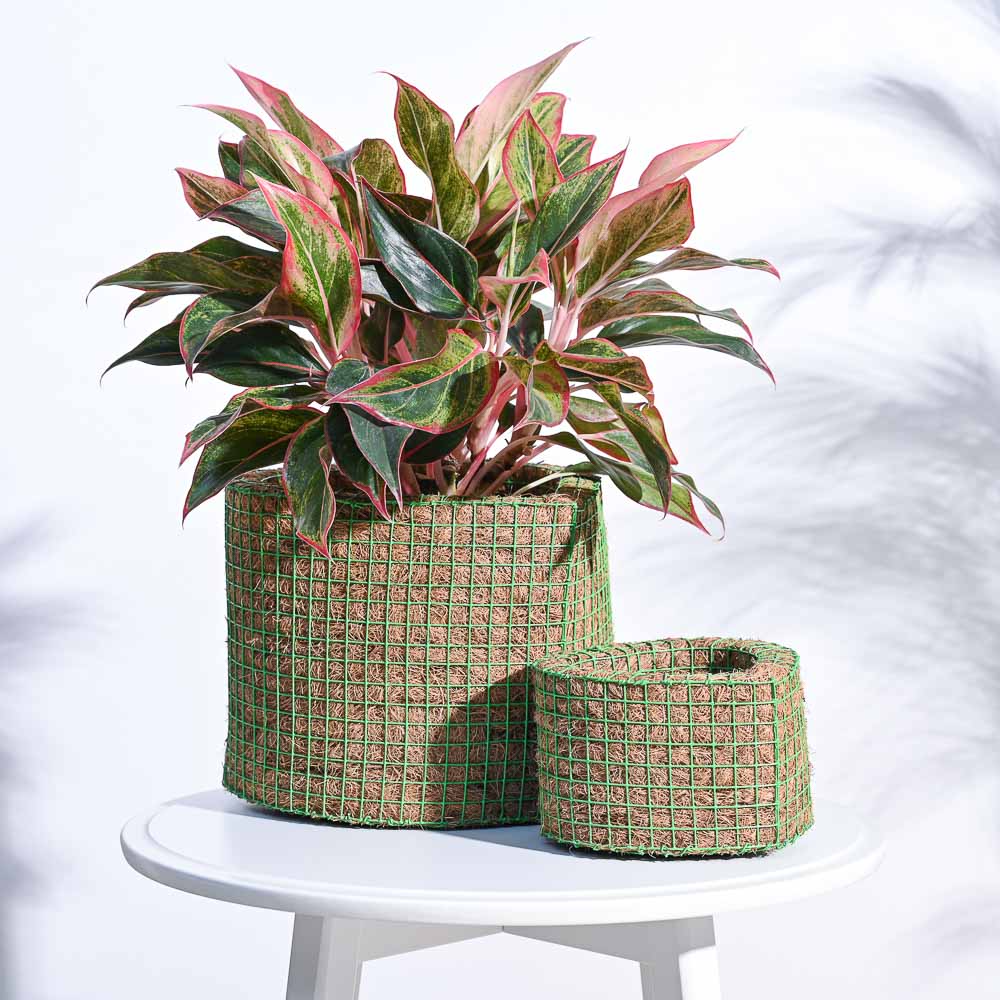 Heart Coir Planter - Set of 2