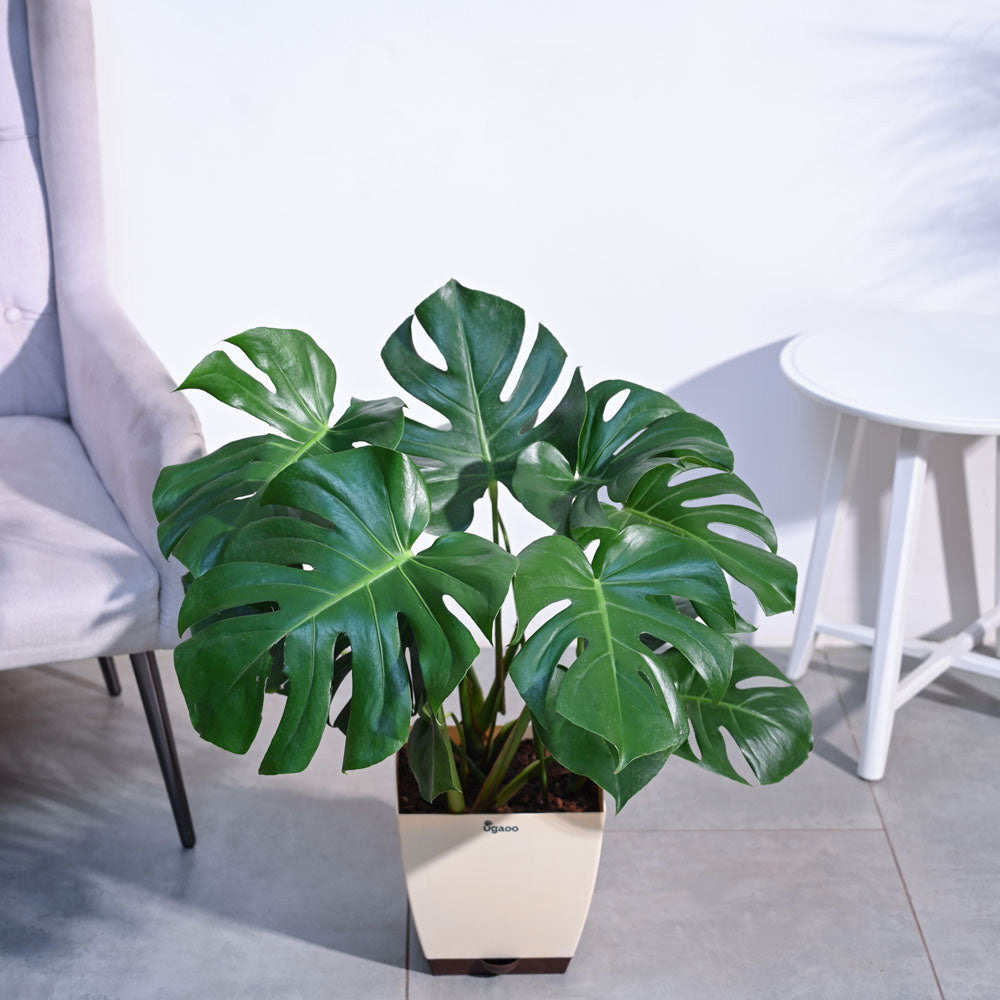 Monstera Deliciosa Plant - XL