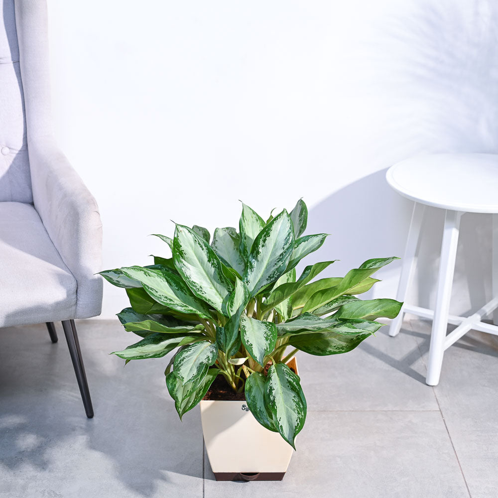 Aglaonema Manila Beauty - XL