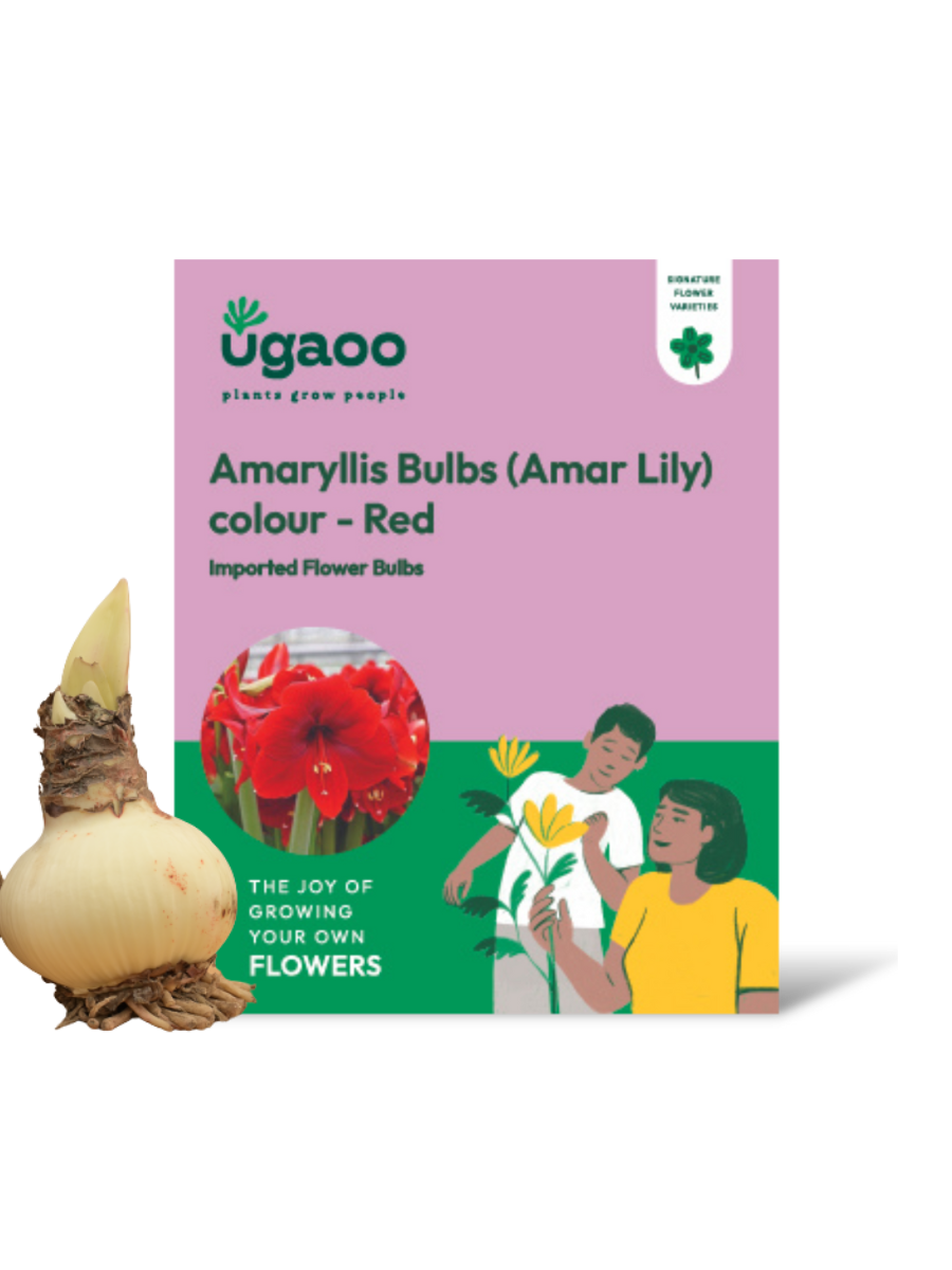 Amaryllis (Amar lily) flower bulb - Red