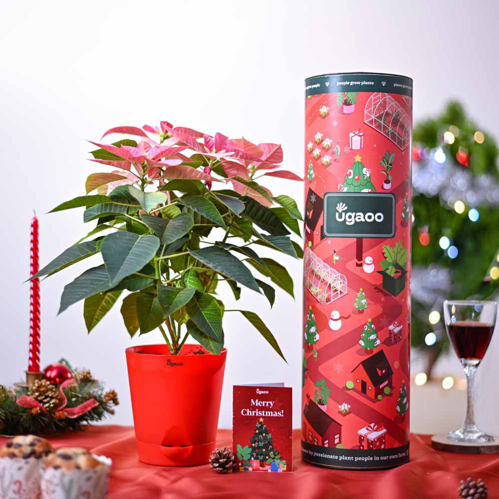 Poinsettia Pink Plant Christmas Gift