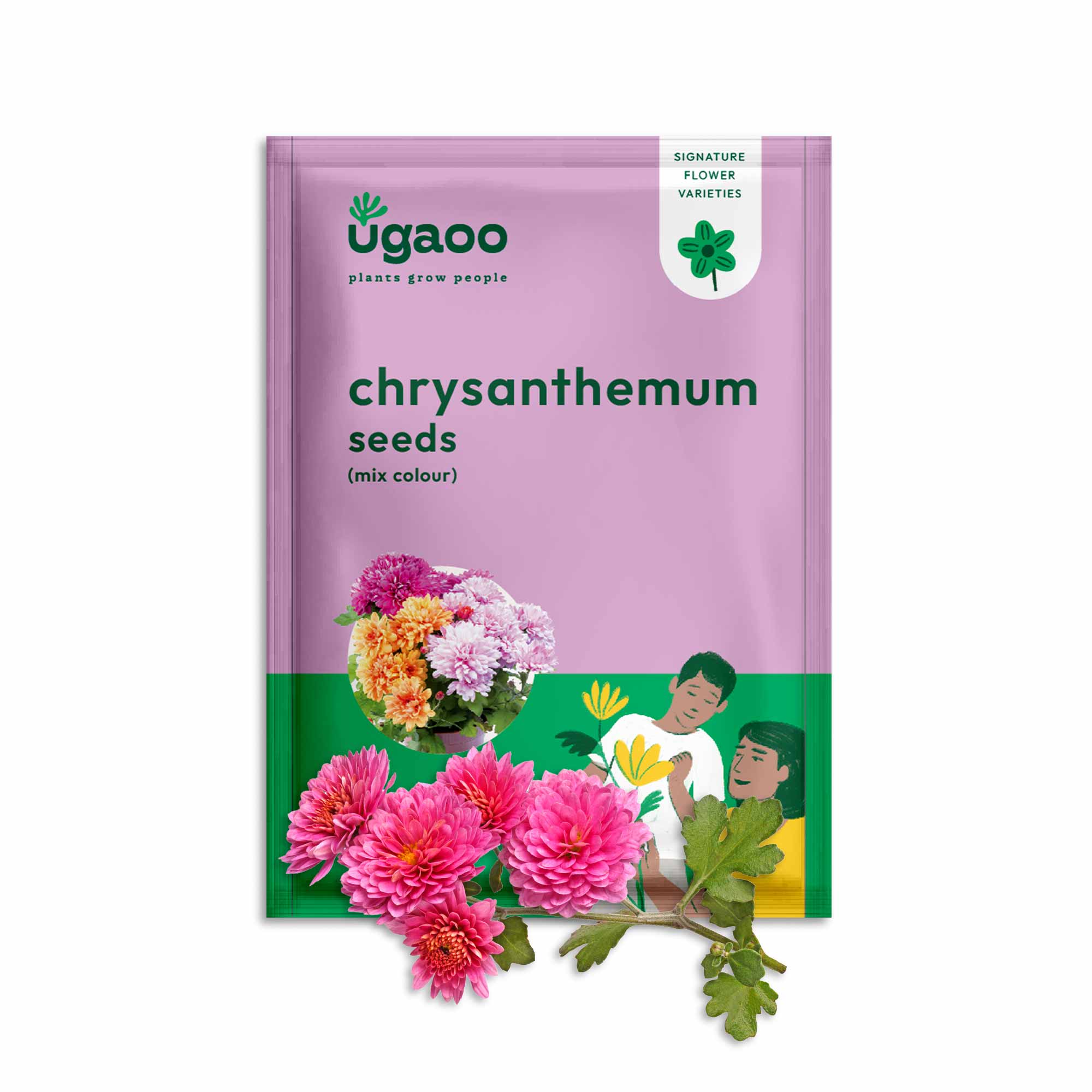 Chrysanthemum Mix Seeds