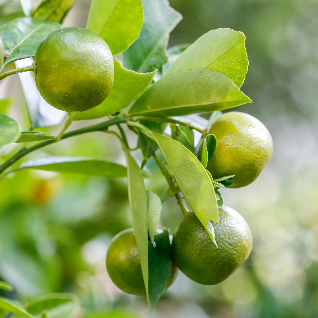 Lemon Plant