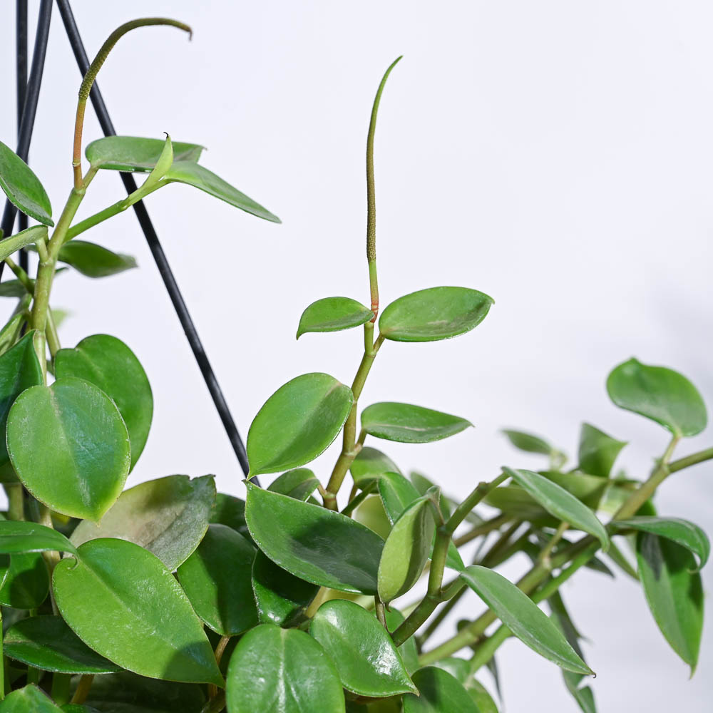 Peperomia Green Creeper with Hanging Planter