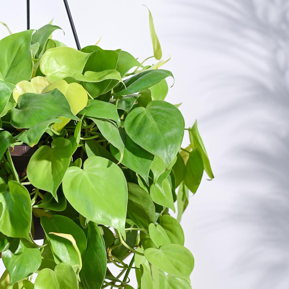 Philodendron Oxycardium Golden with Hanging Pot