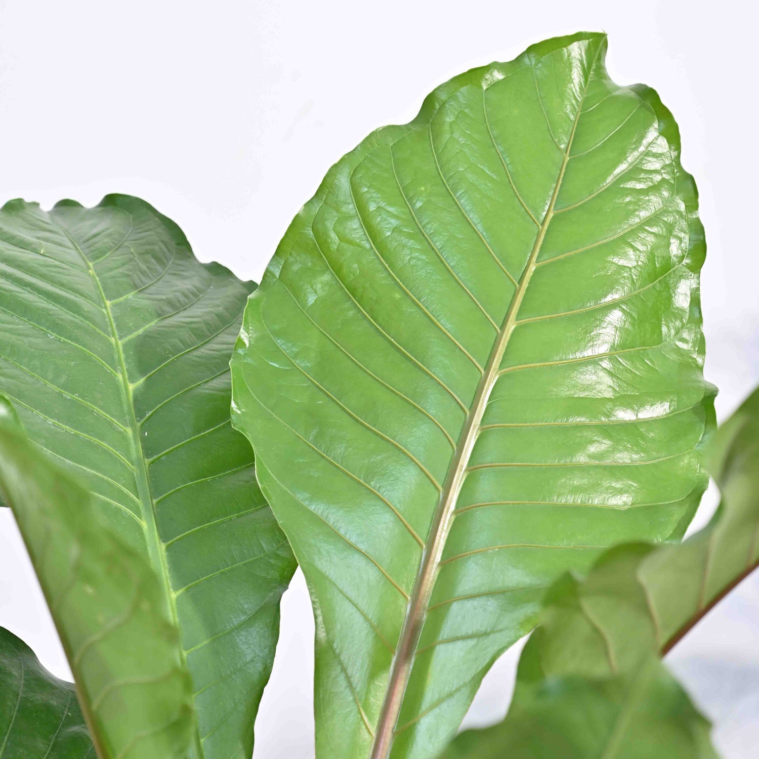 Anthurium Hookeri - XL