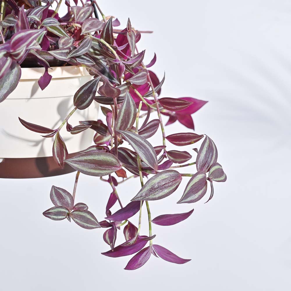 Wandering Jew With Hanging Pot