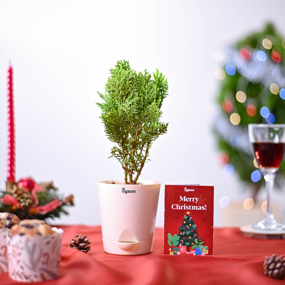 Thuja Plant Christmas Gift