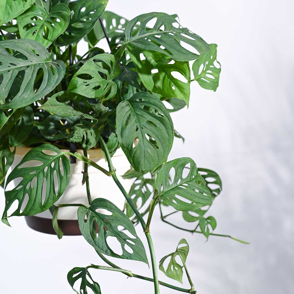 Philodendron Broken Heart With Hanging Pot