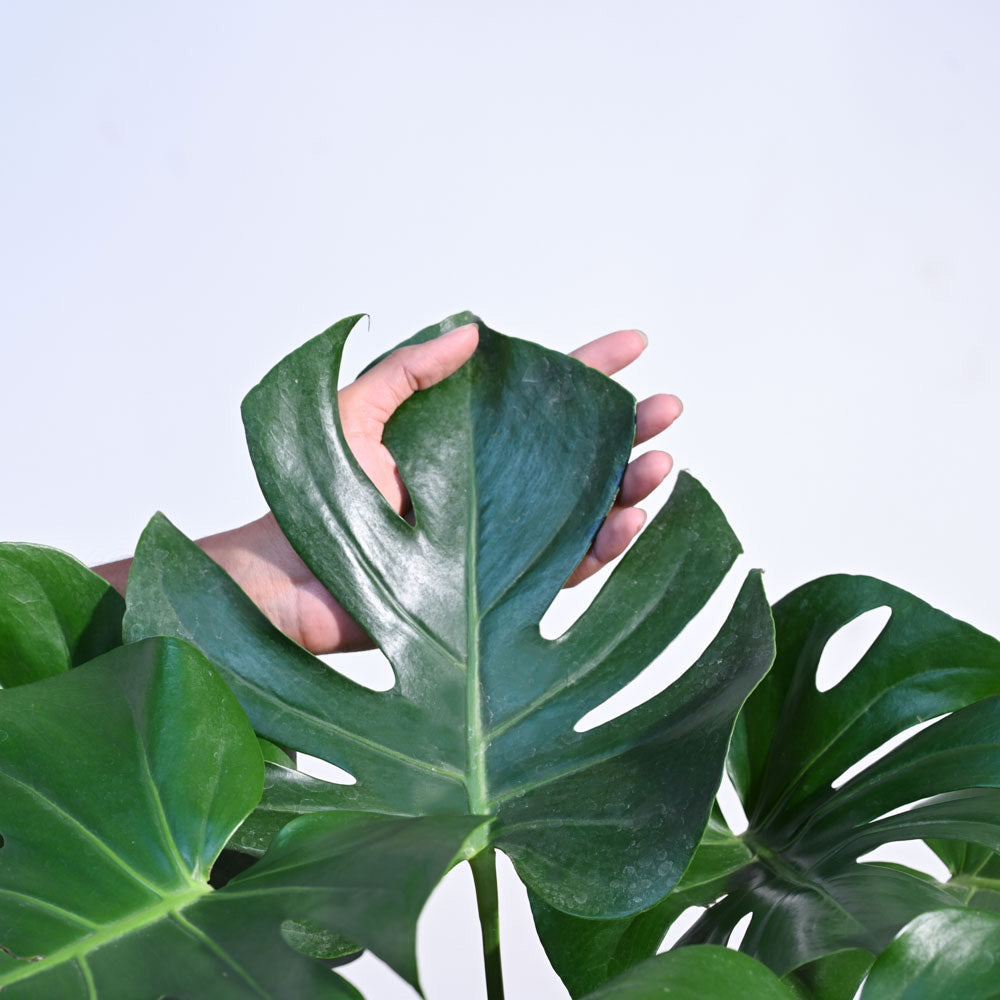 Monstera Deliciosa Plant - XL