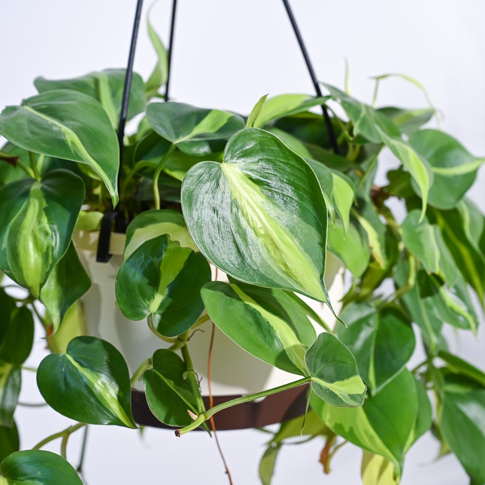 Philodendron Oxycardium Brasil With Hanging Pot