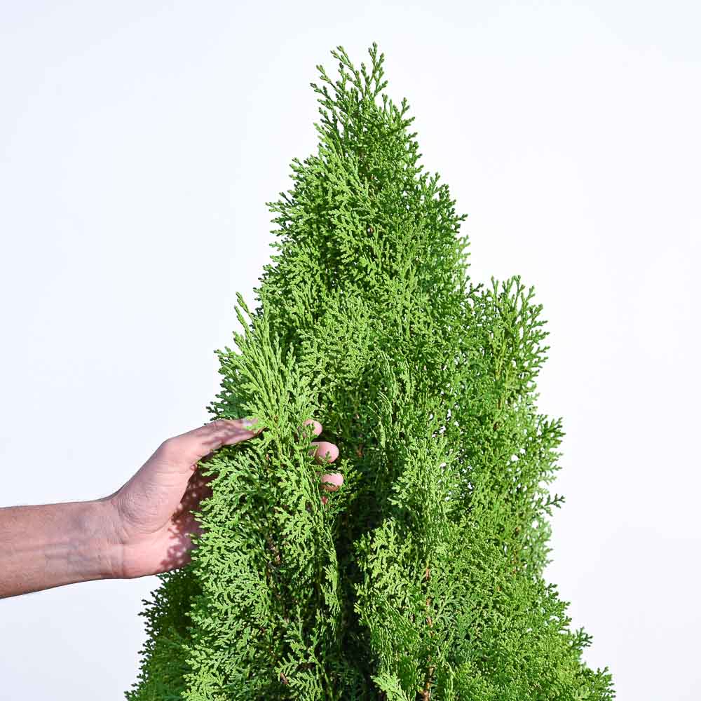 Thuja Plant - XL