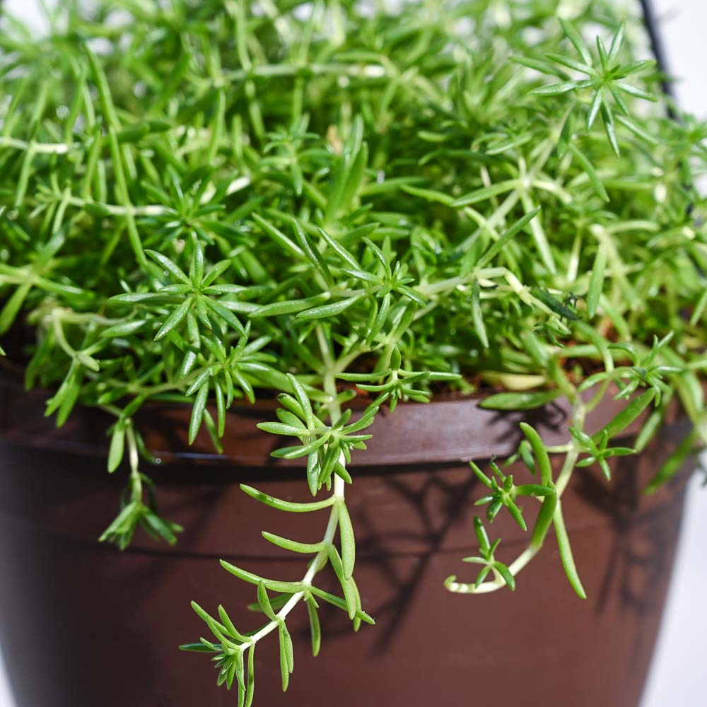 Sedum Golden With Hanging Pot