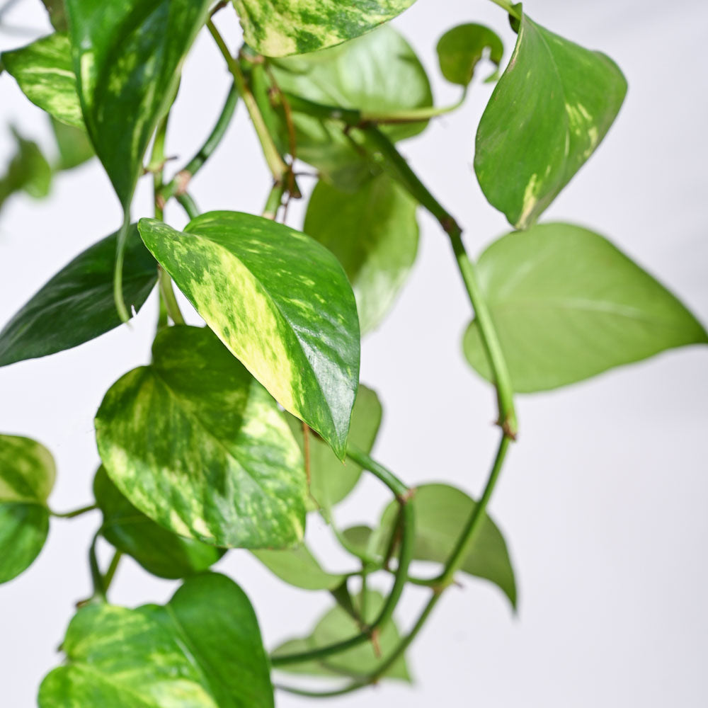 Money Plant Variegated With Hanging Pot