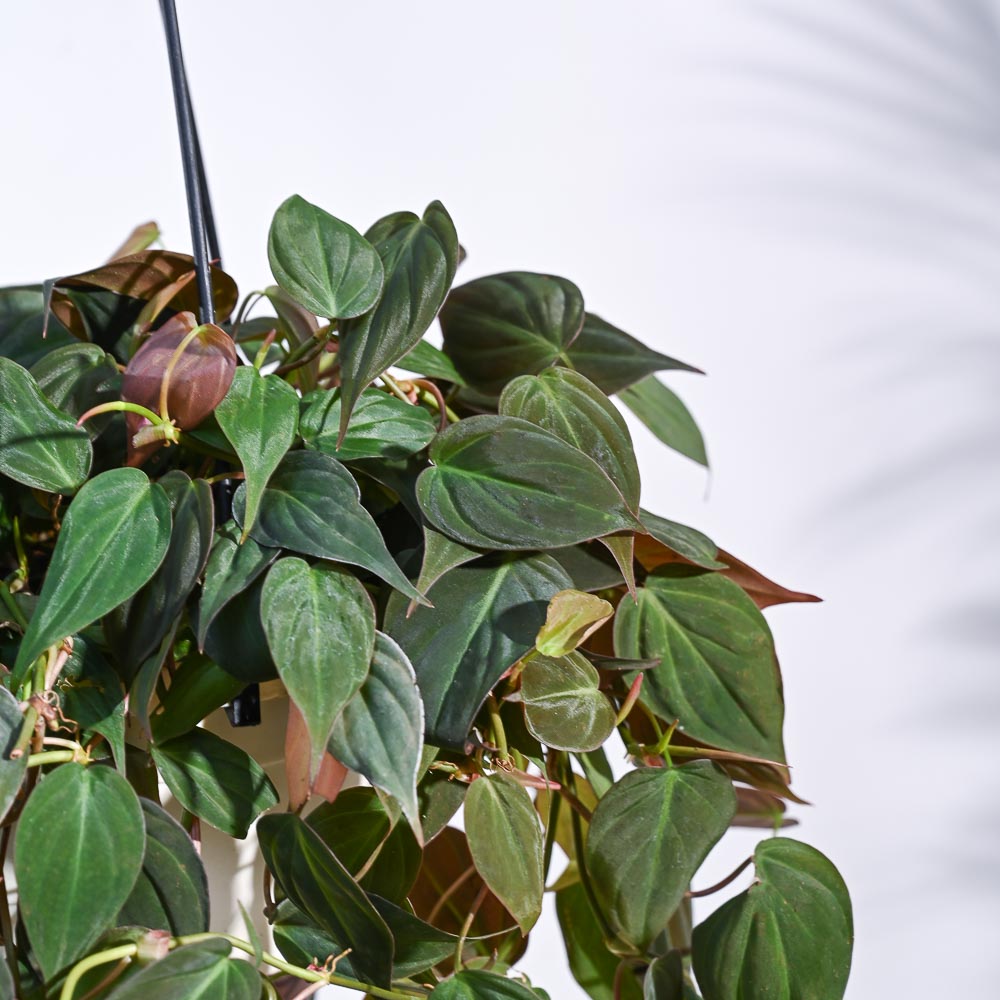 Philodendron Micans Plant With Hanging Pot