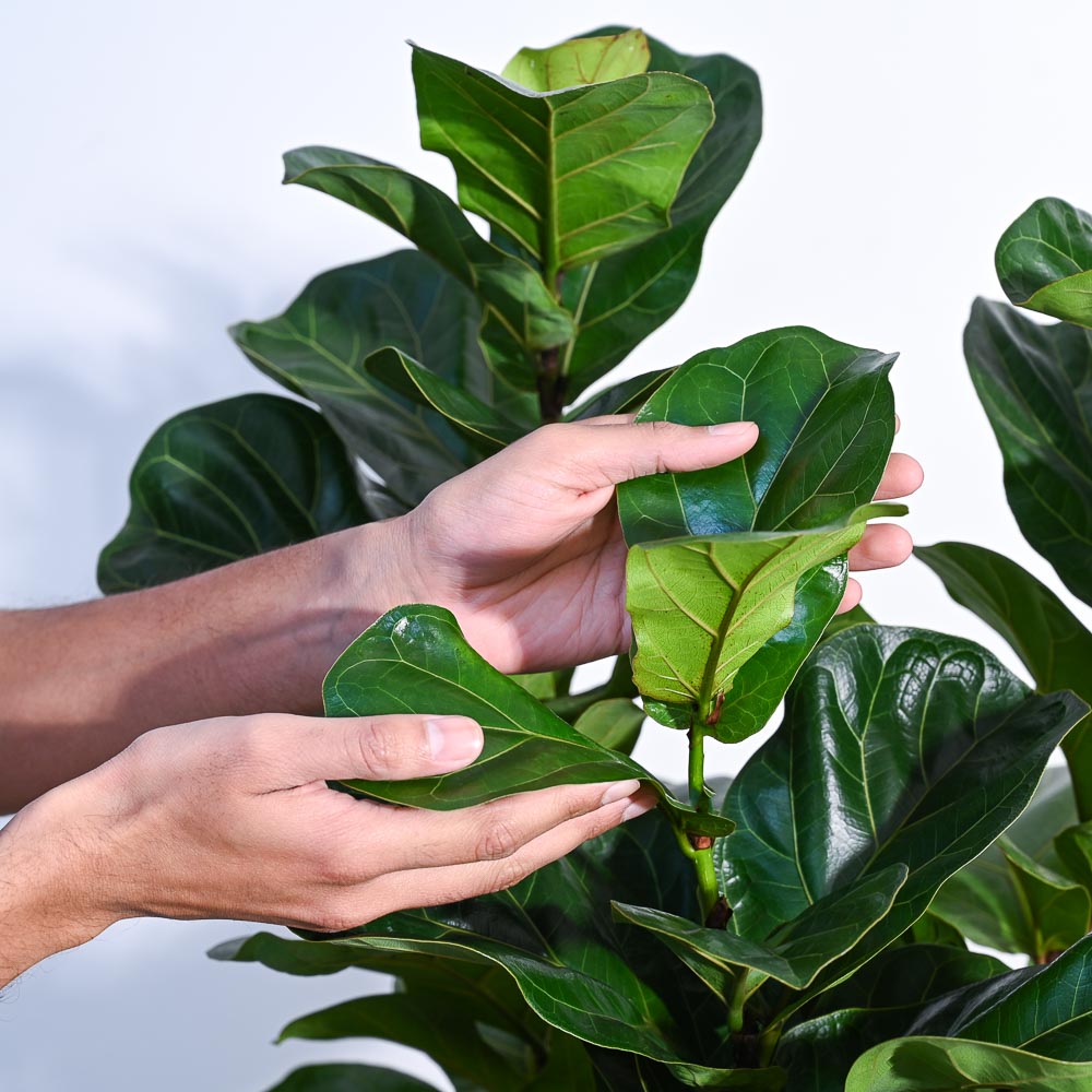 Ficus Lyrata Bambino -XL