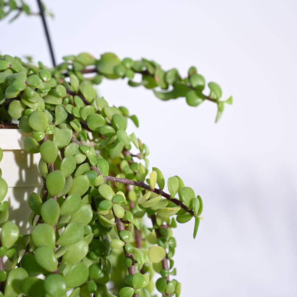 Trailing Jade(Weeping Jade) With Hanging Pot