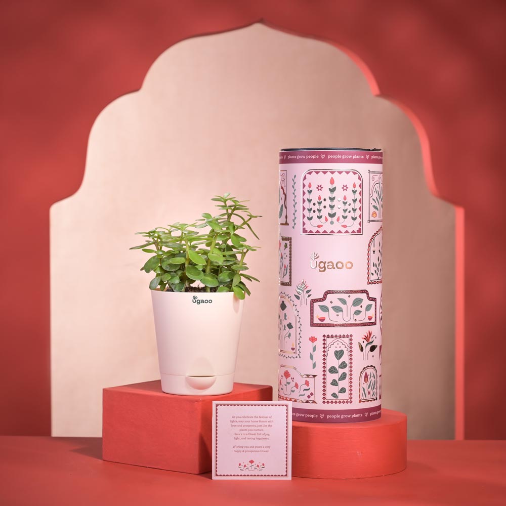 Jade Mini Plant Diwali Gift with Greeting Card