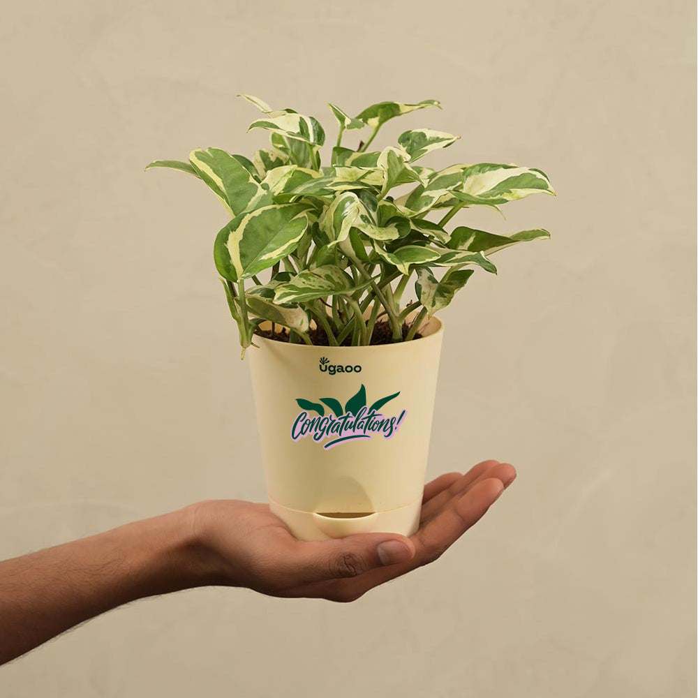 Money Plant N&