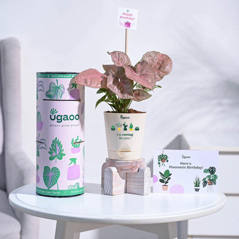 Syngonium Pink Birthday Gift Hamper