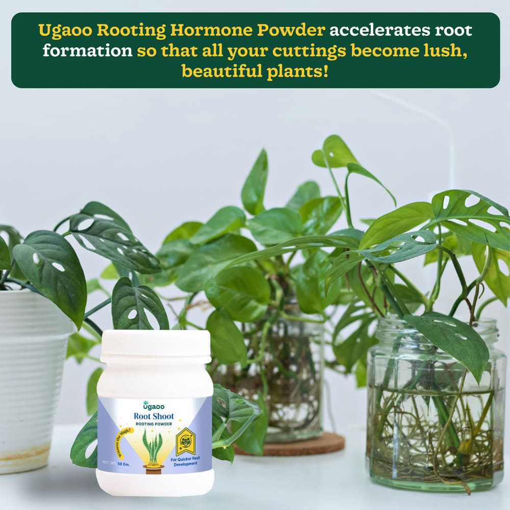 Rooting Hormone Powder - 50 g