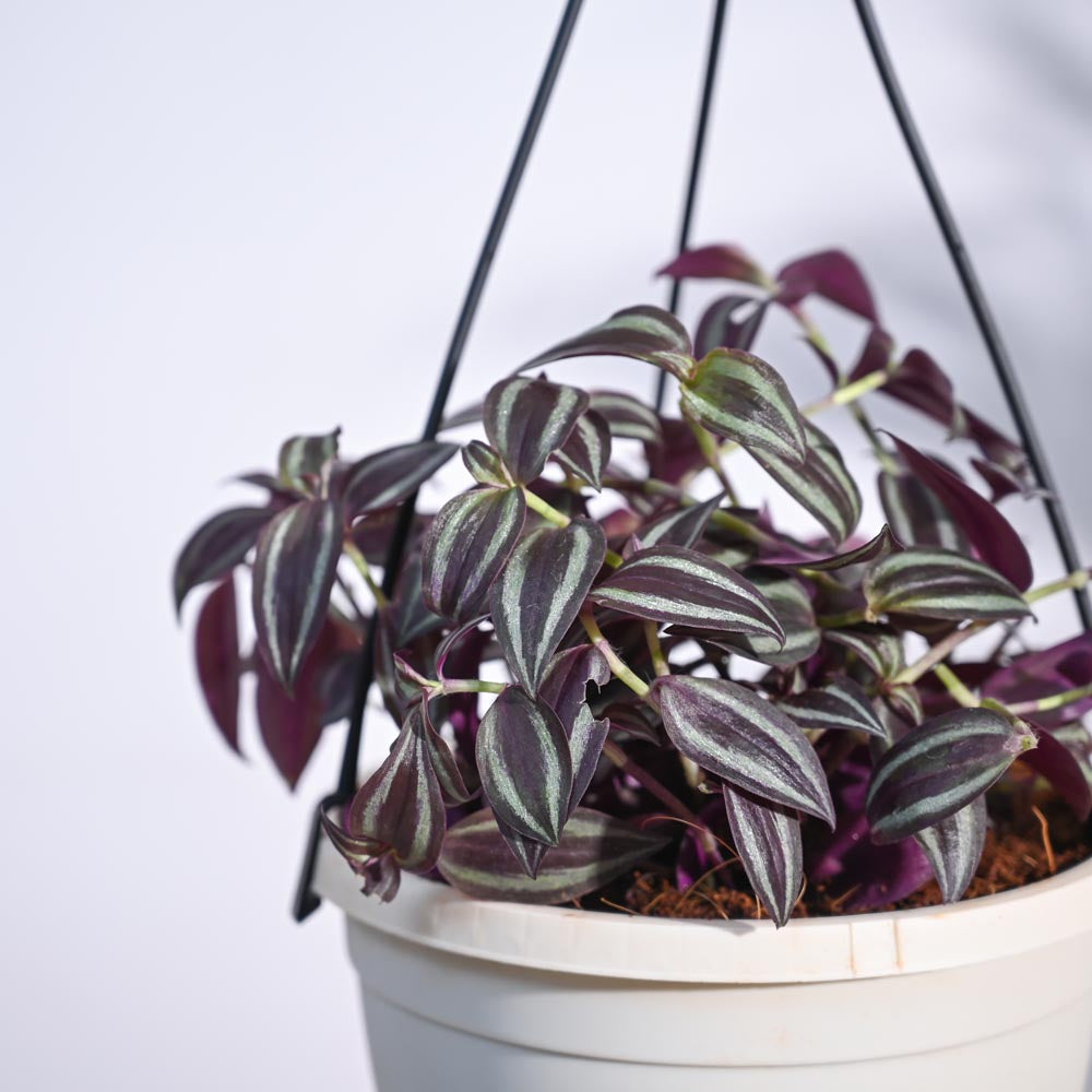 Wandering Jew With Hanging Pot