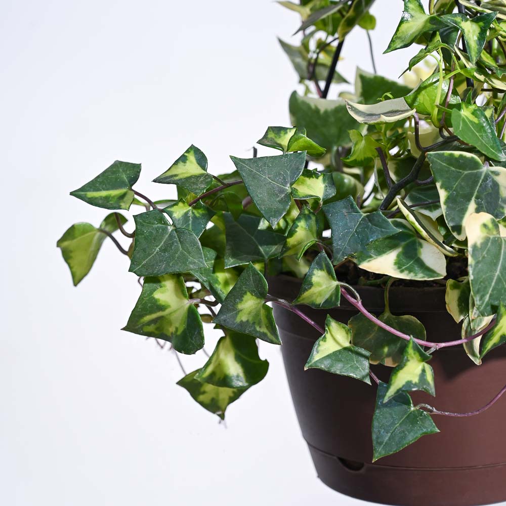 English Ivy Variegated In Hanging Planter