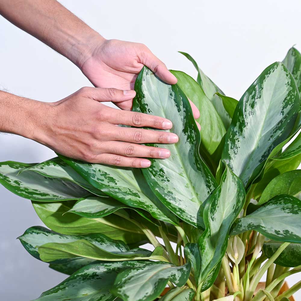 Aglaonema Manila Beauty - XL