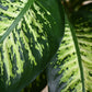 Dieffenbachia Tropic Snow Plant - XL