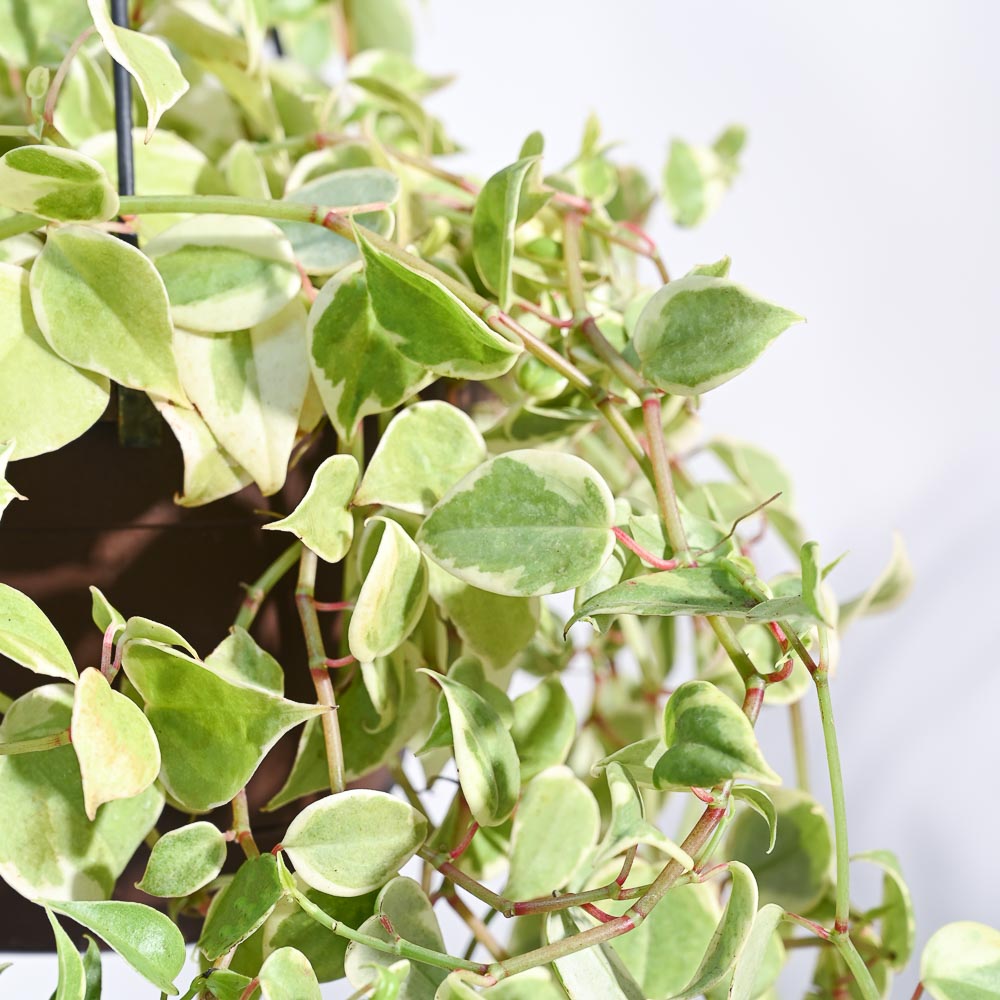 Peperomia Variegated Creeper With Hanging Pot