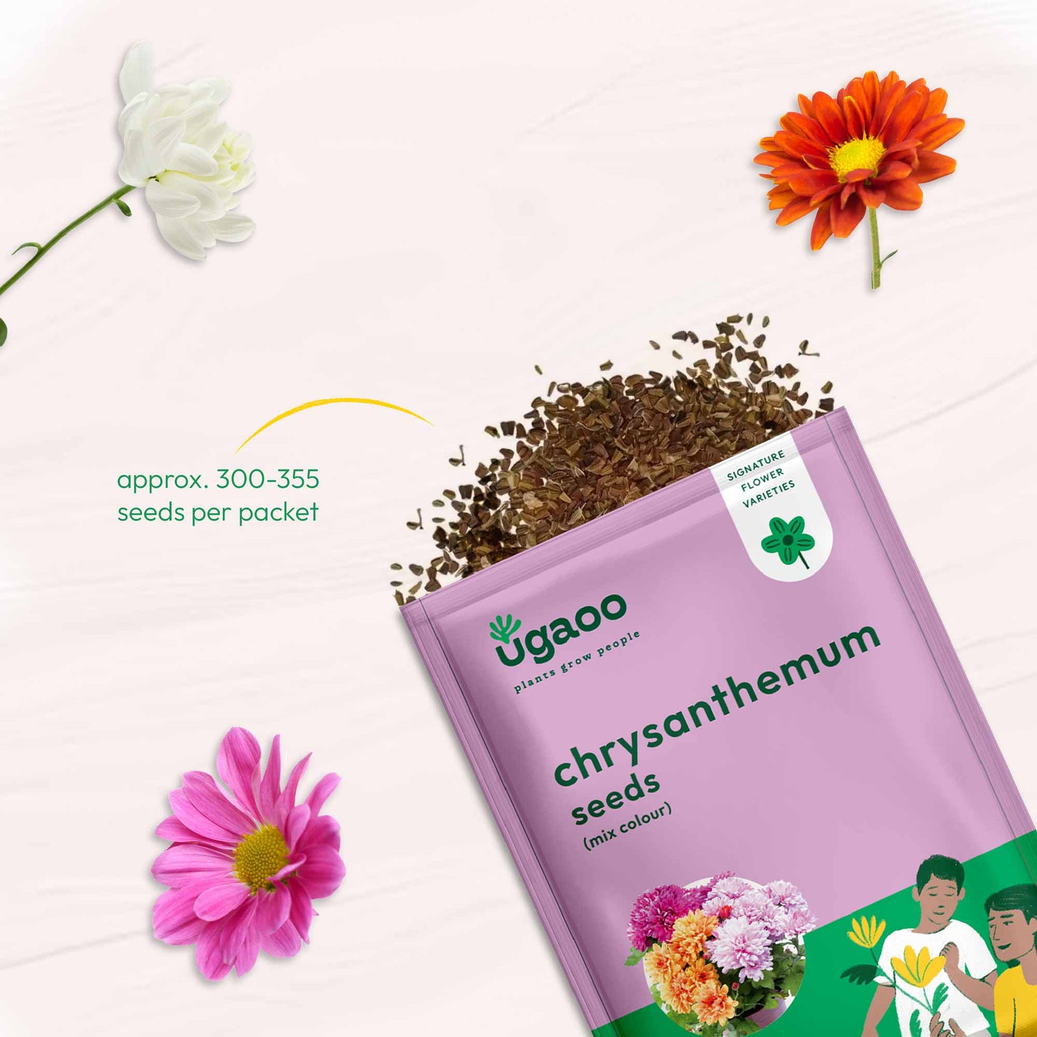 Chrysanthemum Mix Seeds