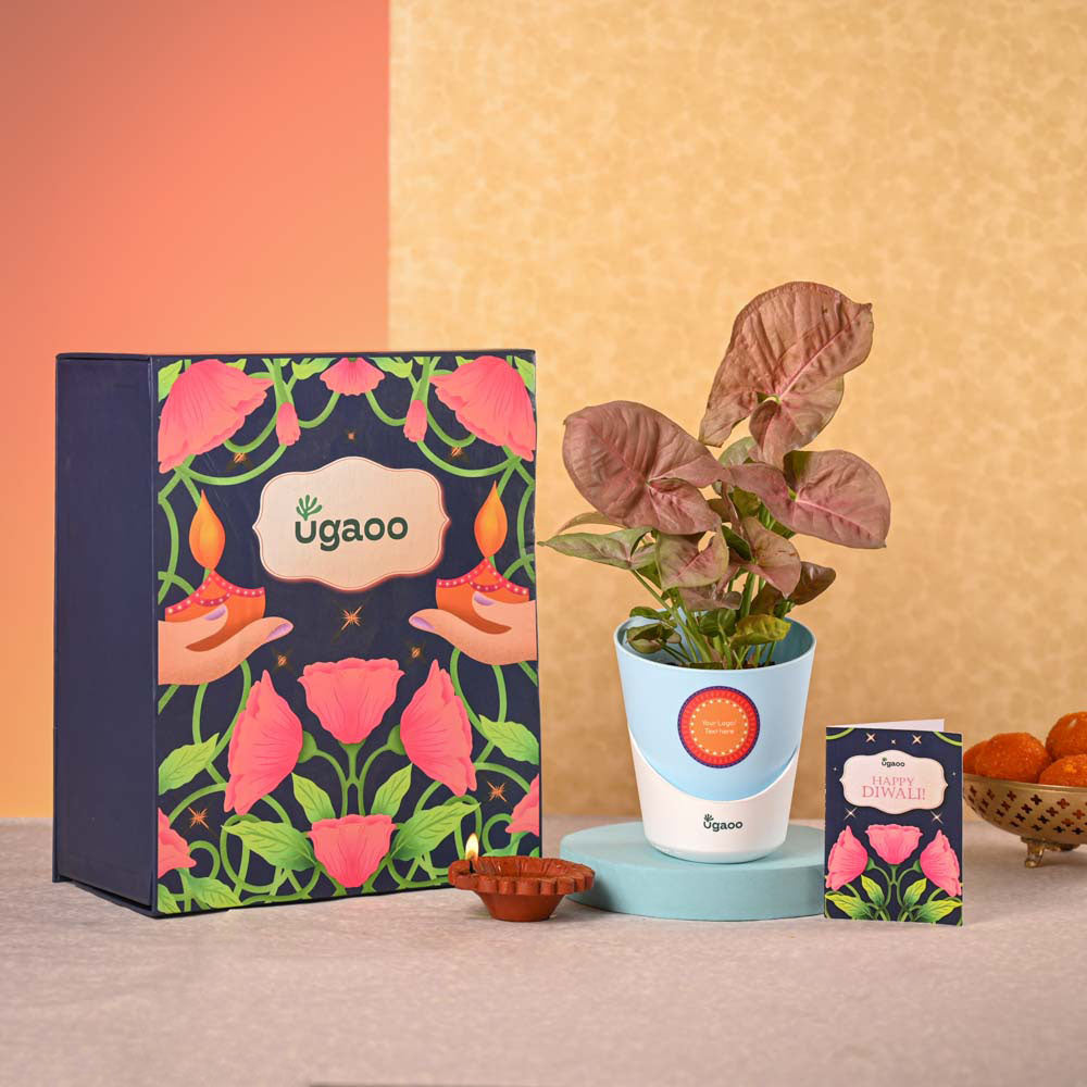 Syngonium Pink Plant and Nutki Diwali Gift Hamper