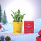 Festive Christmas Cactus