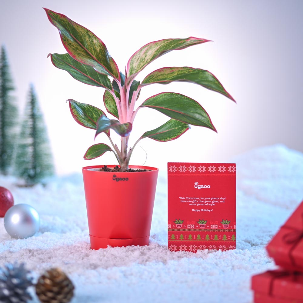 Aglaonema Red Plant for Christmas