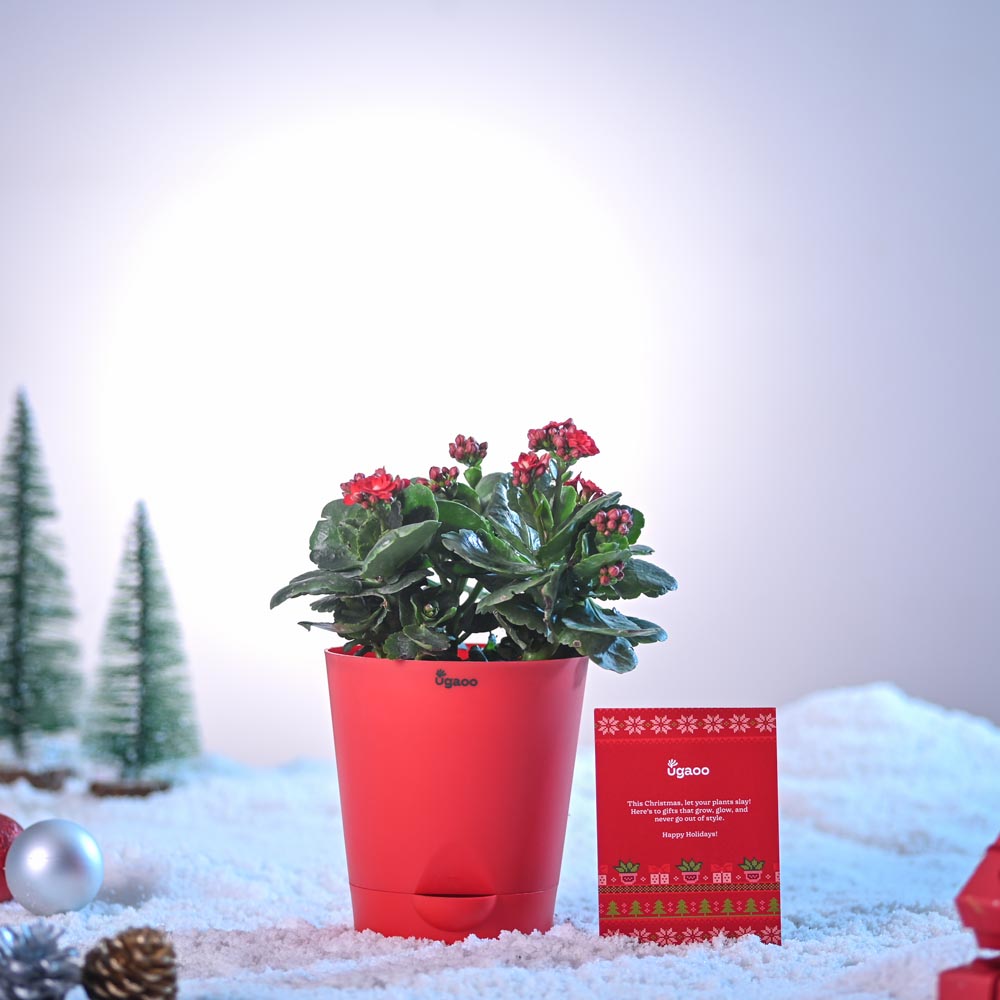 Kalanchoe Mix Plant for Christmas