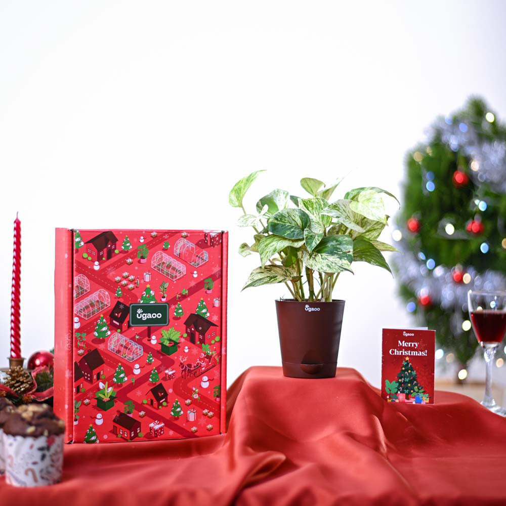 Money Plant Marble Christmas Gift Hamper