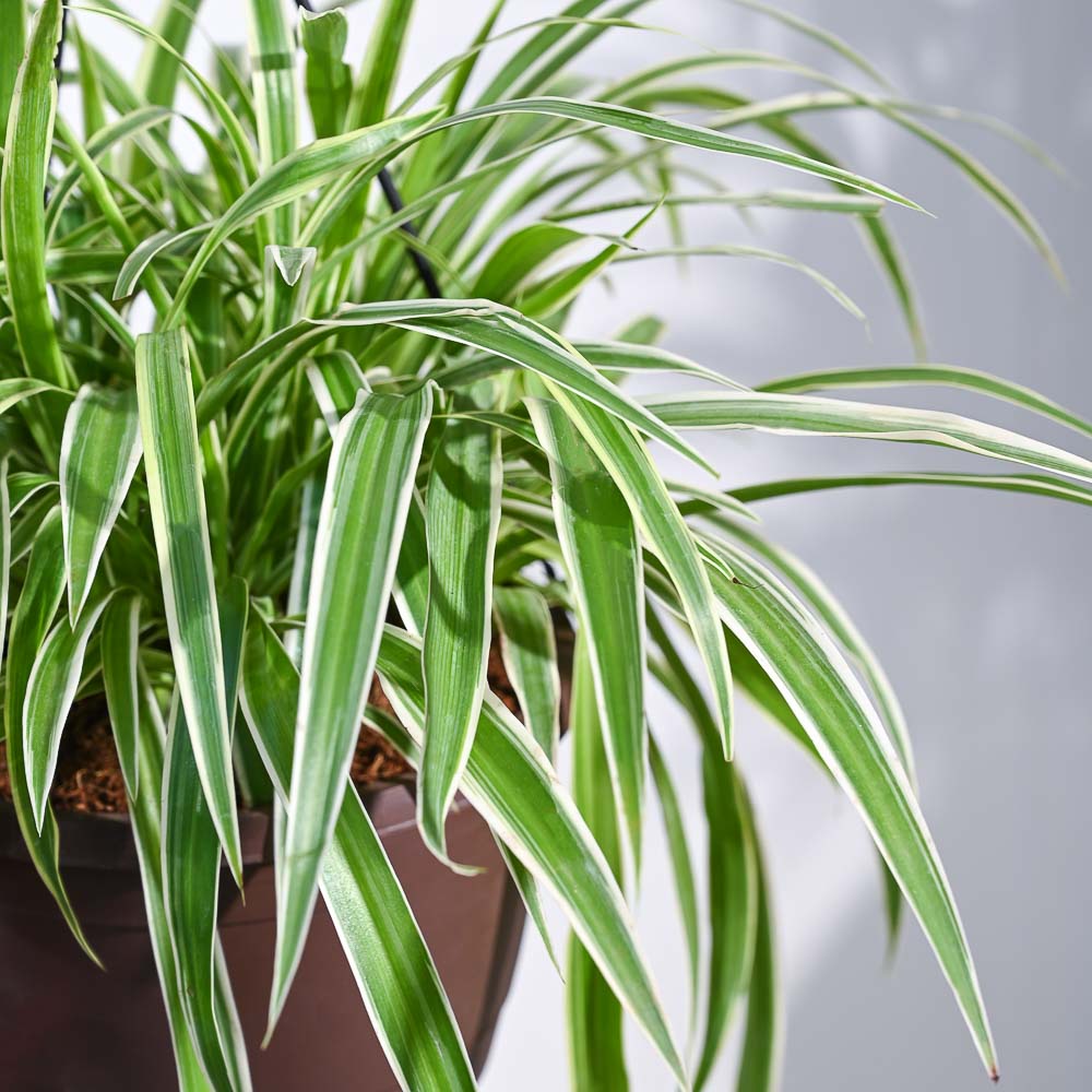 Spider Plant With Hanging Pot