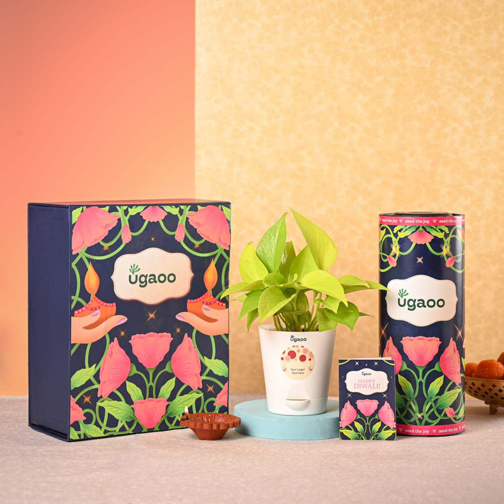 Money Plant Golden Plant &amp; Tea Trunk Diwali Gift Hamper