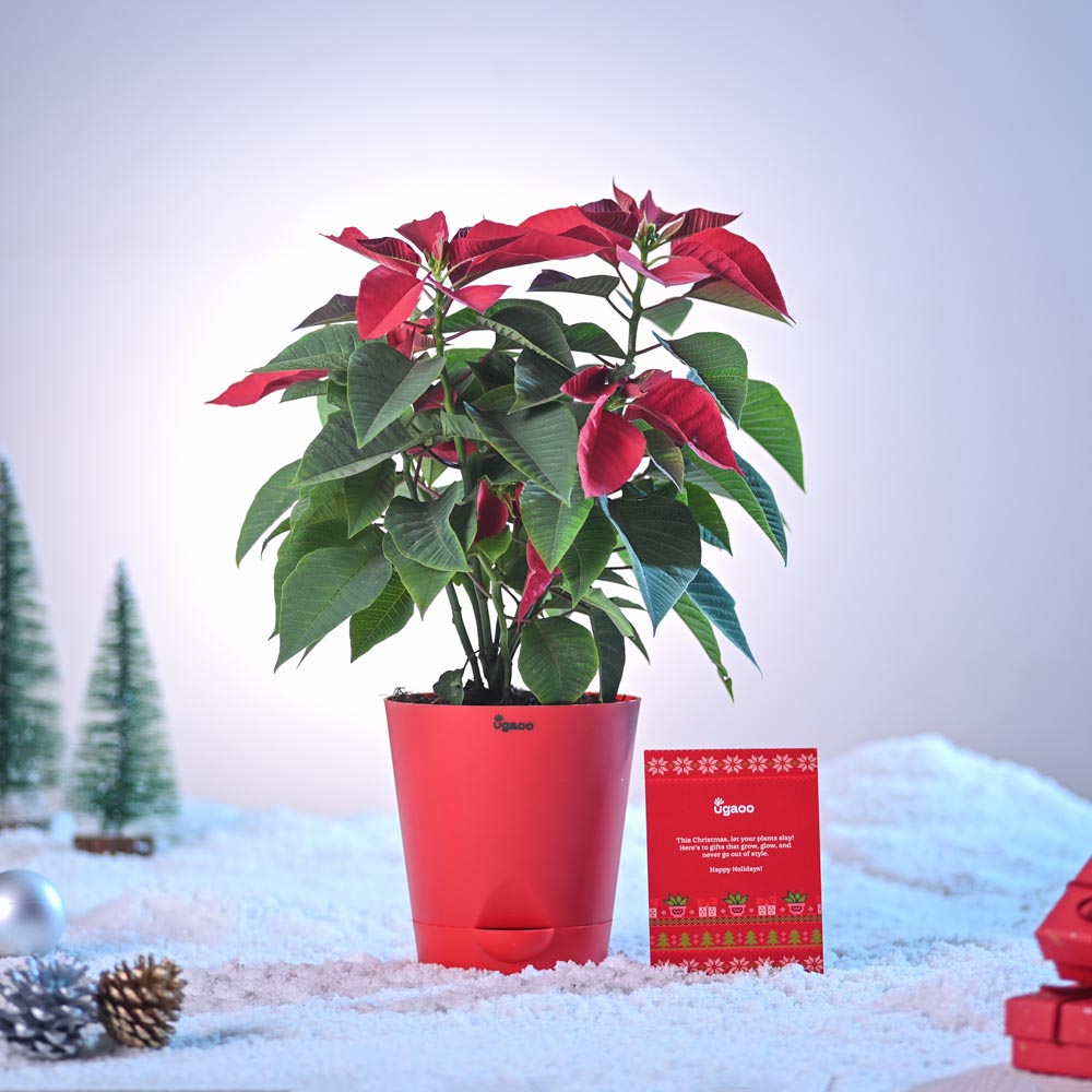 Poinsettia Red Plant for Christmas