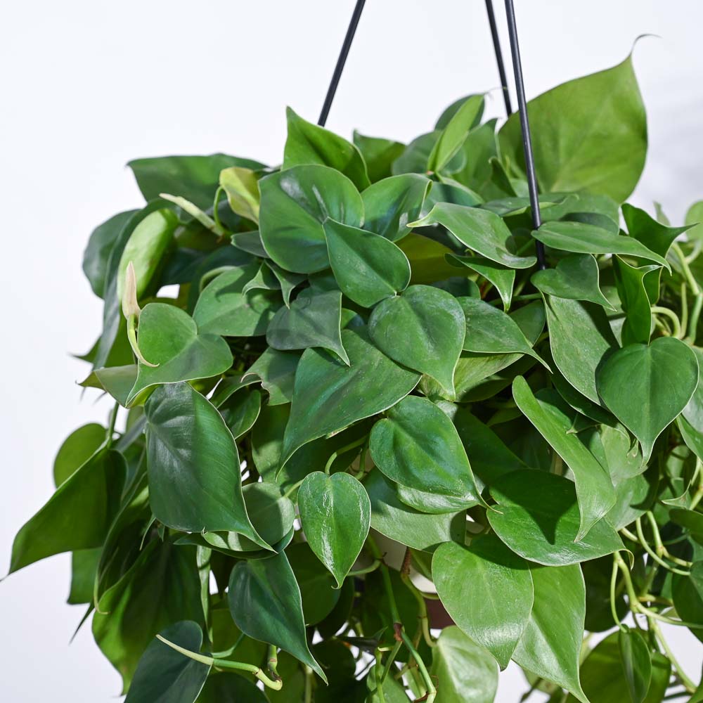 Philodendron Oxycardium Green With Hanging Pot