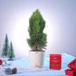 Thuja Plant for Christmas