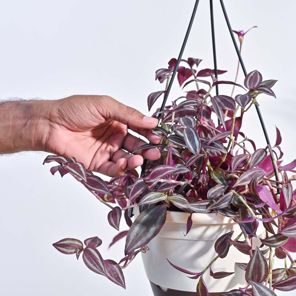 Wandering Jew With Hanging Pot