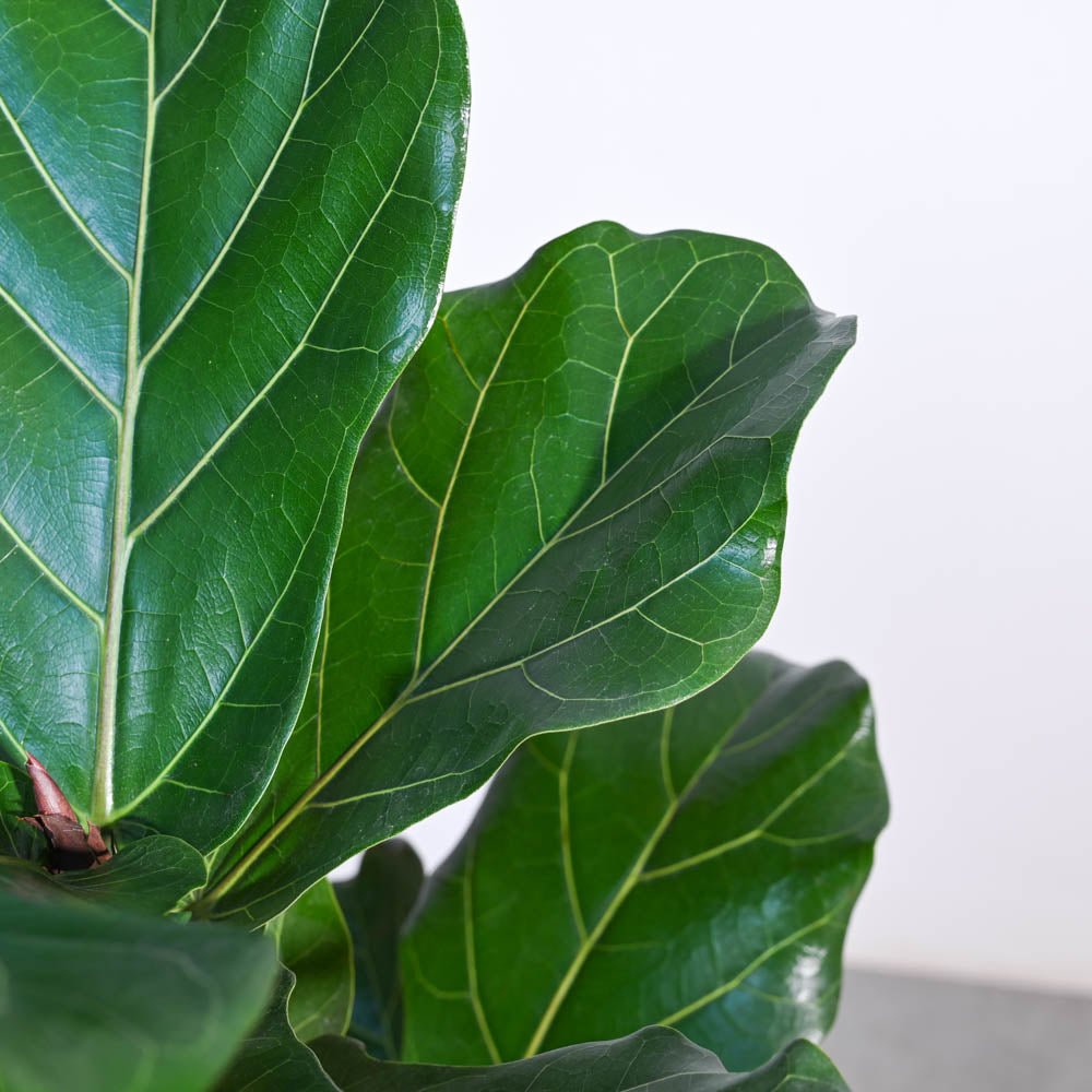 Ficus Lyrata (Fiddle Leaf Fig) - XL