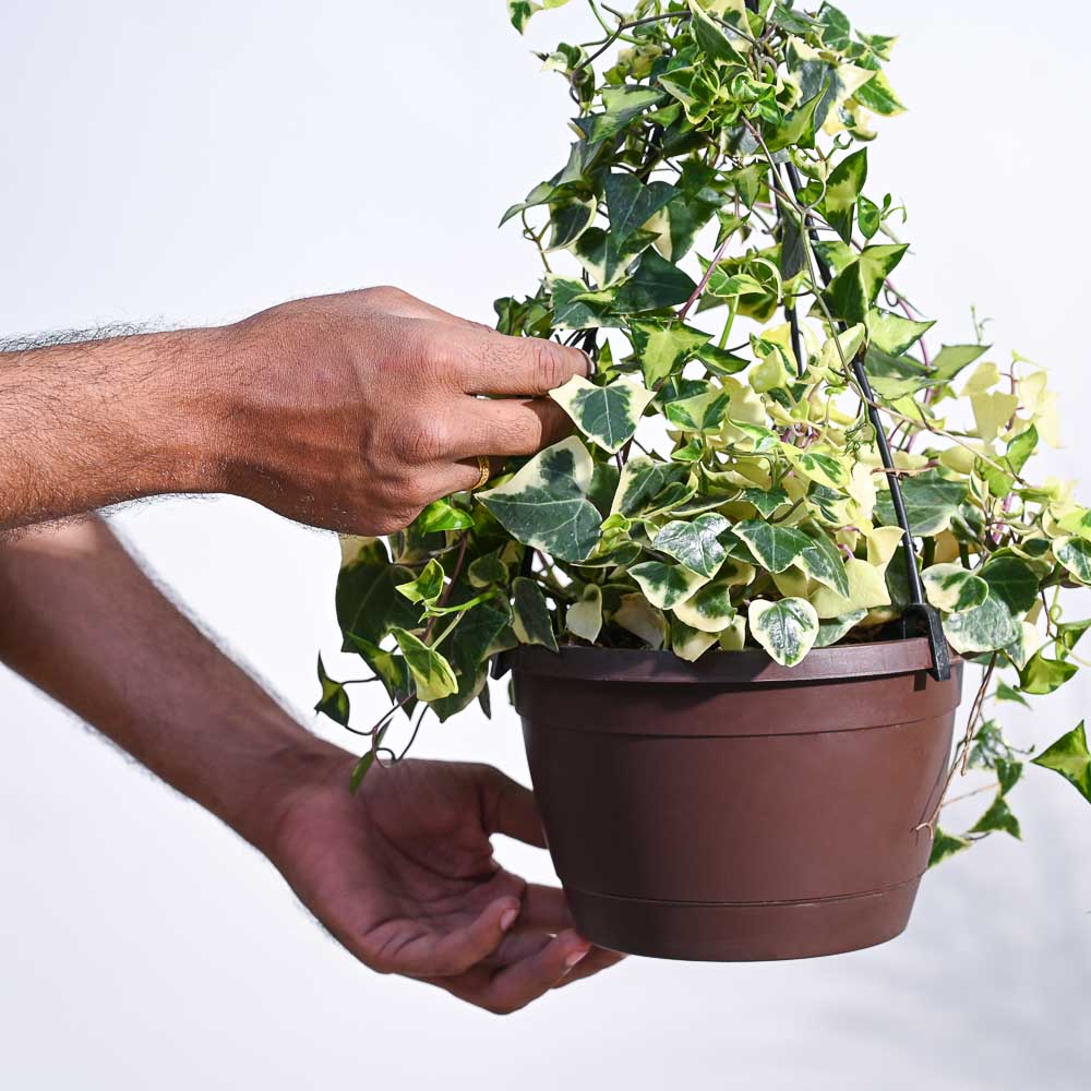 English Ivy Variegated In Hanging Planter