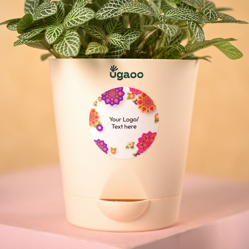 Fittonia Green Plant &amp; Smoor Diwali Gift Hamper