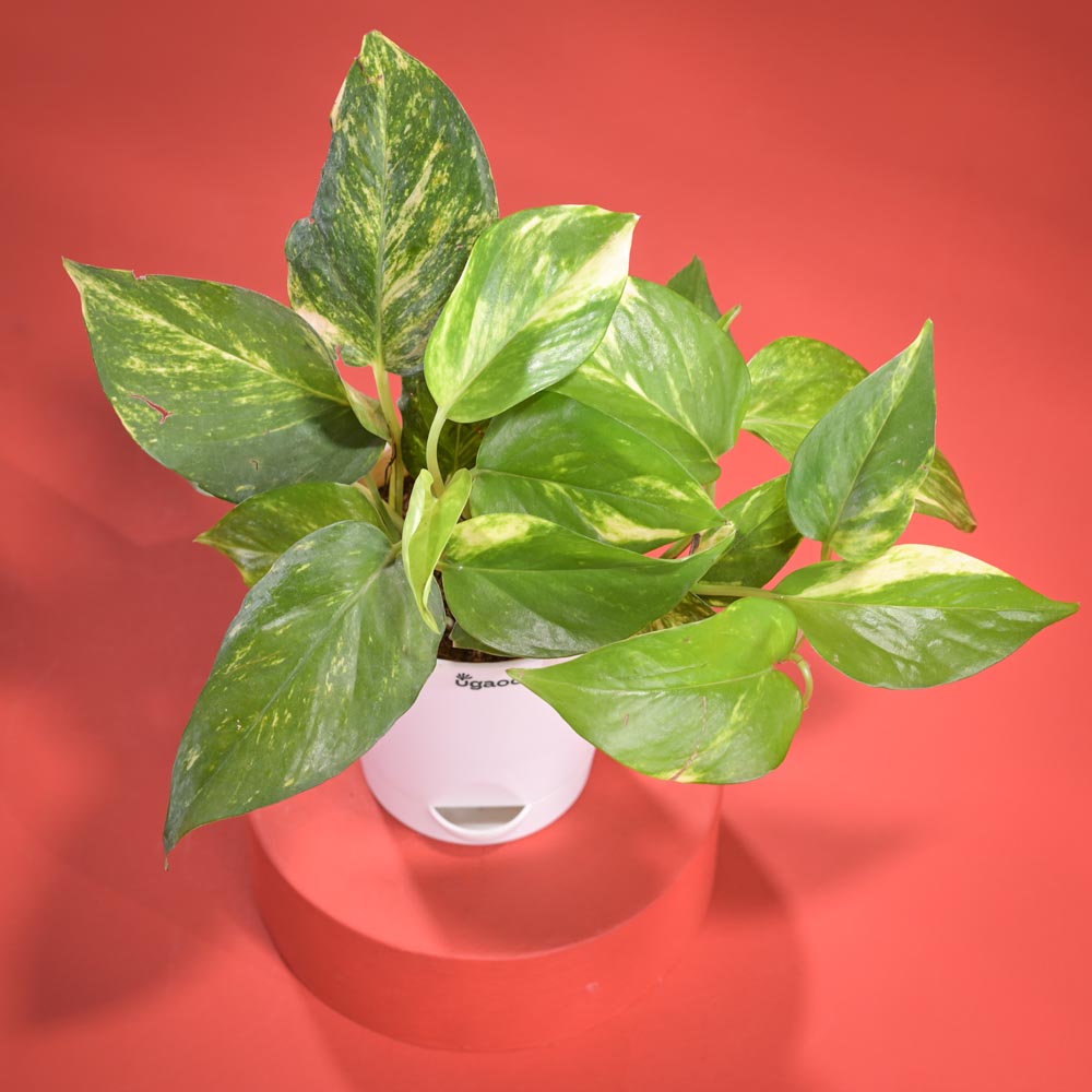 Money Plant Variegated Plant Diwali Gift with Greeting Card