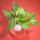 Money Plant Variegated Plant Diwali Gift with Greeting Card