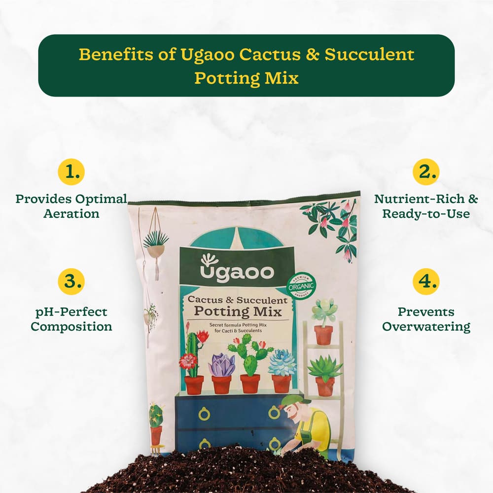 Cactus &amp; Succulent Potting Mix - 5 kg