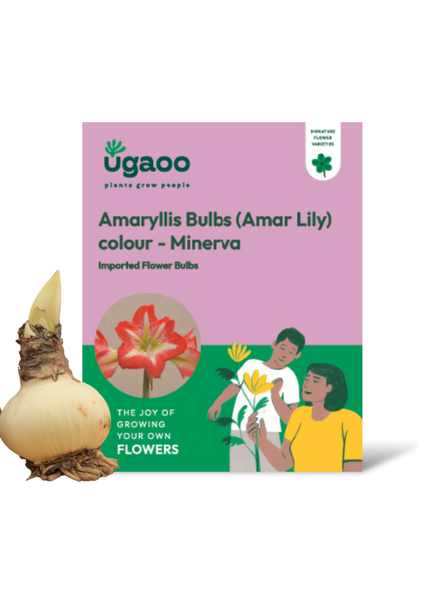 Amaryllis (Amar lily) Flower Bulb - Minerva